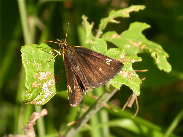 Heteropterus morpheus